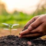 grow native plants