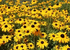 Growing Native Plants at Home