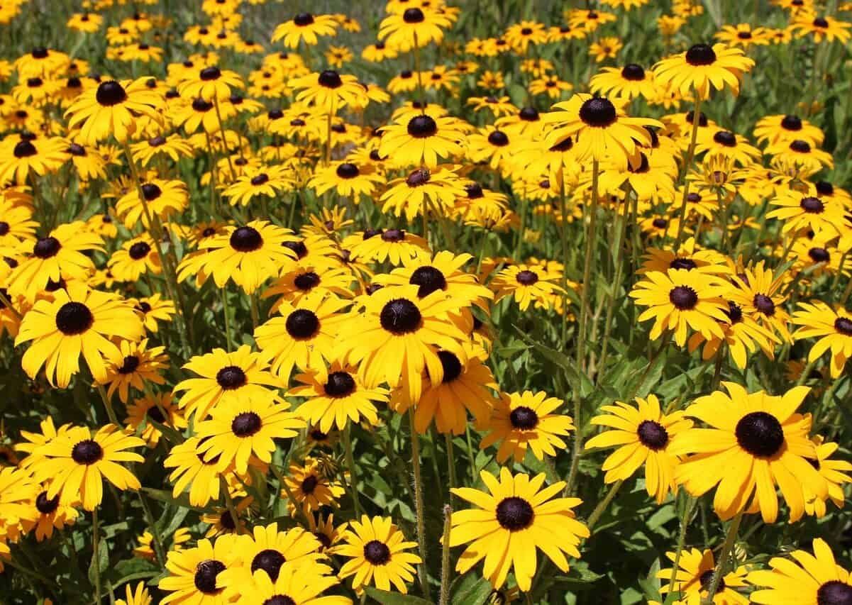 Easy Grow Annual Gift 5-Pack – Pollinator-Friendly Flower Seeds - Image 4