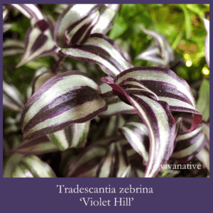 Tradescantia zebrina violet hill