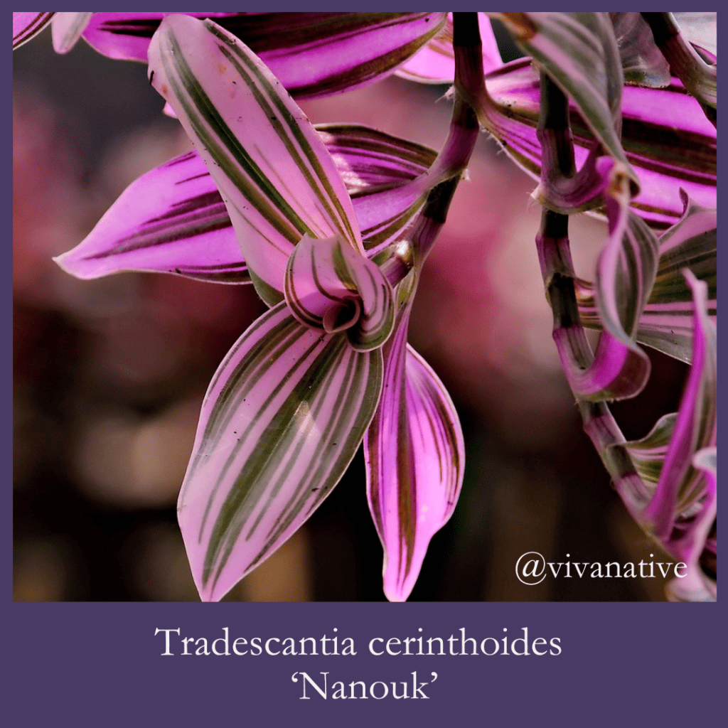 Tradescantia nanouk