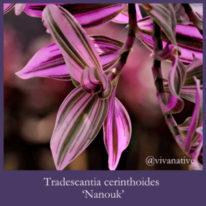 Tradescantia nanouk