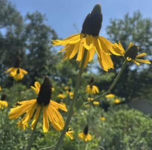 rudbeckia maxima